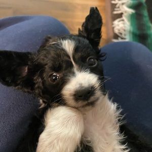 Meet your Posher, Joyce